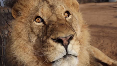 lion-in-wildlife-game-reserve-looking-around-slomo-closeup