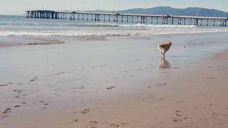 Zeitlupe-Eines-Hundes,-Der-Am-Strand-Rennt,-Während-Ein-Golden-Retriever-Den-Ball-Fängt