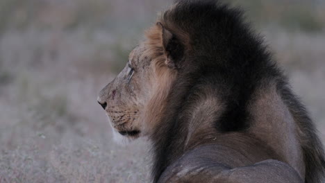 Close-Up-Side-View-Of-A-Lion-Sitting-And-Resting