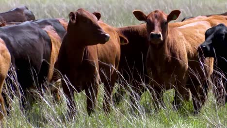 Brown-and-Black-Young-Cows-Walking-in-Grassy-Pasture-Close-Eye-Level-View