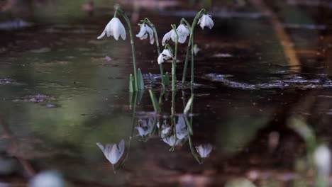 Delicate-white-Snowdrop-flowers-growing-in-rain-flood-water-in-a-wood-in-Worcestershire,-England