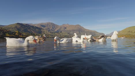 Flock-of-goose-feeding-in-shallow-water-of-Lake-Hayes-in-New-Zealand