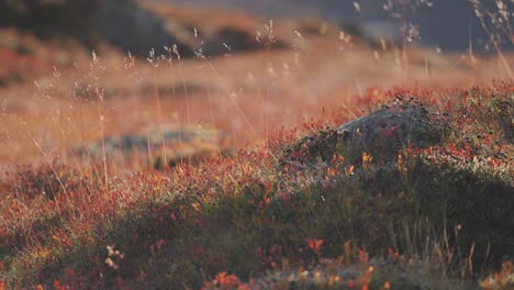 Maleza-Colorida-En-La-Tundra-Otoñal