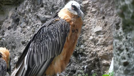 Cerca-De-Gypaetus-Barbatus-Quebrantahuesos-Descansando-Entre-Rocas