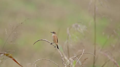 Camera-zooms-in-while-perched-on-top-of-a-dry-plant-while-wagging-its-tail,-Amur-Stonechat-or-Stejneger's-Stonechat-Saxicola-stejnegeri,-Thailand