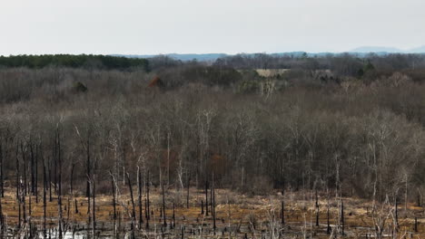 Vast-barren-trees-in-Point-Remove-Wildlife-Area,-Blackwell,-AR,-on-a-cloudy-day