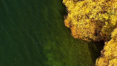 Fall-colored-trees-on-lakeside,-aerial