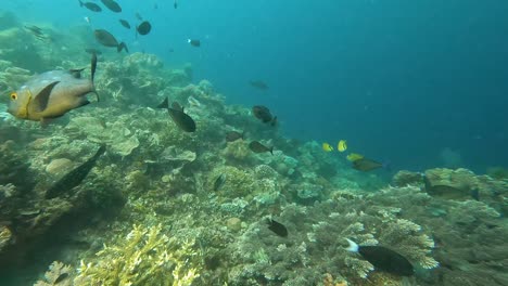 Underwater-view-of-shoals-of-tropical-fish-with-midnight-snapper-swimming-up-close-to-camera-whilst-scuba-diving-over-coral-reef-ecosystem-of-Coral-Triangle-in-Timor-Leste,-Southeast-Asia