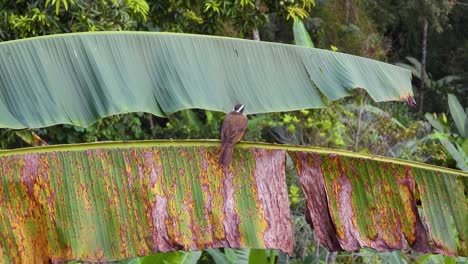 Lichtdurchlässiger-Bulbul,-Der-Auf-Einem-Leuchtenden-Bananenblatt-In-Einer-üppigen-Grünen-Umgebung-Thront