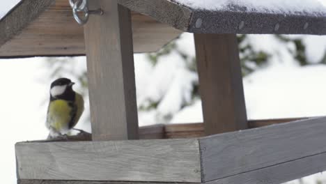 Blue-And-Great-Tit-Birds-In-Snow-Covered-Wooden-House-Feeder