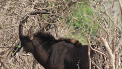 Rappenantilope-Zu-Fuß-Im-Wald---Nahaufnahme