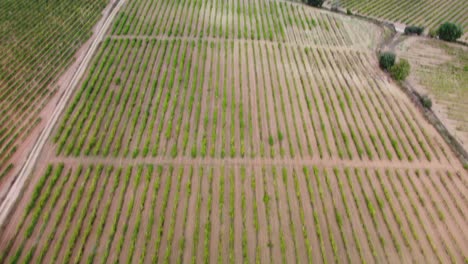 Vineyards-fields-composing-green-patterns-of-plantations,-Vilobi-del-Penedes