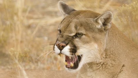 Snarling-mountain-lion-close-up