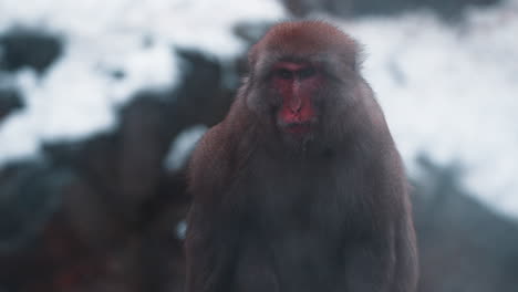 Monos-De-Nieve-Relajándose-En-Una-Fuente-Termal-En-El-Parque-De-Monos-Jigokudani-En-Nagano,-Japón,-En-Medio-De-Un-Paisaje-Nevado.