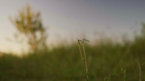 Selective-focus-closeup-of-a-white-wildflower-on-a-path-in-the-countryside-at-dusk