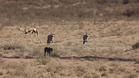 Guepardo-Acostado-A-La-Sombra-Con-Oryx-En-El-Fondo,-Kgalagadi