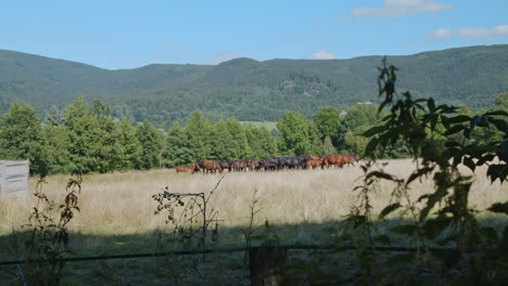 Herde-Von-Pferden,-Die-Auf-Einem-Sonnenbeschienenen-Feld-Auf-Dem-Land-Hohes-Gras-Fressen