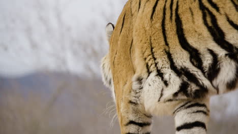 Big-tiger-walking-away-from-camera
