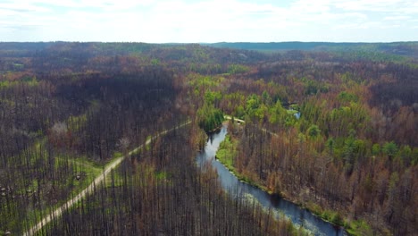 Verbrannte-Waldbäume-Am-Flussufer-In-Der-Nähe-Von-Toronto,-Kanada