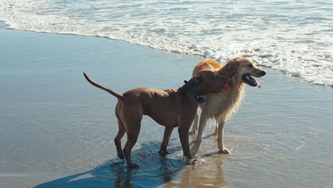 Slow-Motion-of-Dog-Couple-Having-Fun-by-the-Sea,-PItbull-and-Golden-Retriever