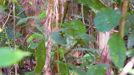 Escondido-Detrás-De-Un-Exuberante-Follaje-En-La-Maleza-Del-Bosque,-Un-Manakin-Manacus-Manacus-De-Barba-Blanca-Se-Mueve-De-Una-Ramita-A-Otra-Dentro-Del-Parque-Nacional-Tayrona-En-Colombia,-Sudamérica