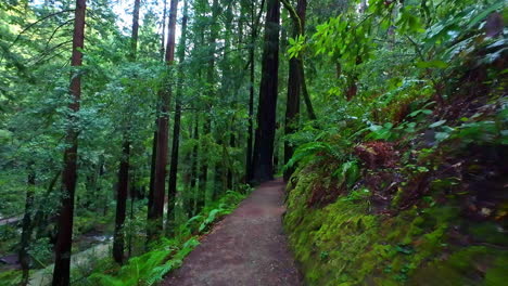 Narrow-Lane-At-Muir-Woods-National-Monument-In-Mill-Valley,-California,-United-States