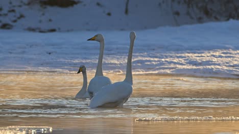 Tres-Cisnes-Cantores-De-Pie-En-El-Río-Voss-Helado,-Noruega-Durante-La-Puesta-De-Sol-Dorada