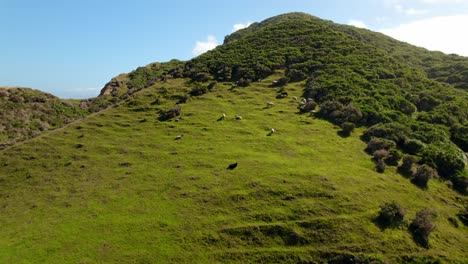 Dolly-in-flyover-of-a-greenish-mountain-full-of-quiet-sheep-grazing-in-Cucao,-Chilo?