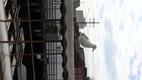 Vertical-View-Of-A-Seagull-Bird-At-The-Portland,-Maine,-United-States