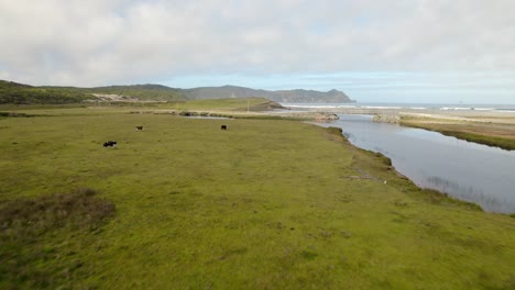 Luftaufnahme-über-Grasende-Kühe-Auf-Einem-Offenen-Feld-In-Cucao,-Sonniges-Chiloé,-Chile