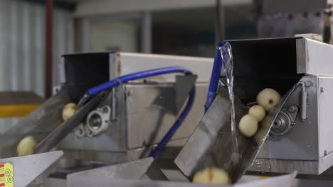 pov-shot-Potatoes-are-being-washed-in-clean-water-and-are-often-falling-on-the-belt