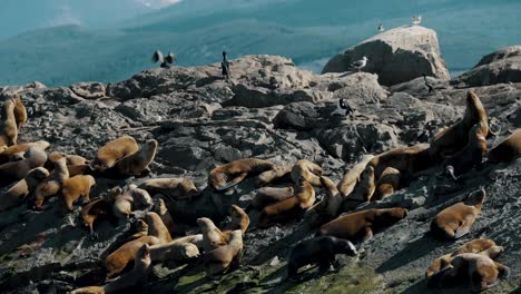 Beagle-Channel-Wildlife-With-Seals-And-Cormorants-On-Isla-De-Los-Lobos-In-Tierra-Del-Fuego-Near-Ushuaia,-Argentina