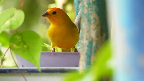 Saffron-Finch-Eating-From-Food-Bowl-in-Columbia,-Close-Up