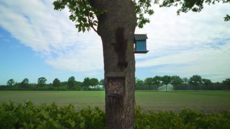 Nuss-Und-Vogelhäuschen-Auf-Baum-In-Landwirtschaftslandschaft-Mit-Eichhörnchen,-Das-Herunterklettert