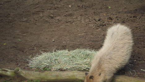 Ein-Wasserschwein-Kaut-Trockenes-Gras-In-Seinem-Gehege-Im-Zoo