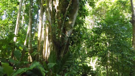 Ruhiger-Grüner-Regenwald-An-Einem-Sonnigen-Tag-In-Südamerika