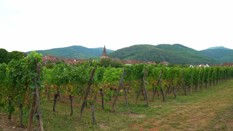 Vineyards-near-Kayserberg-Village-in-Colmar-with-Church-in-the-Distance