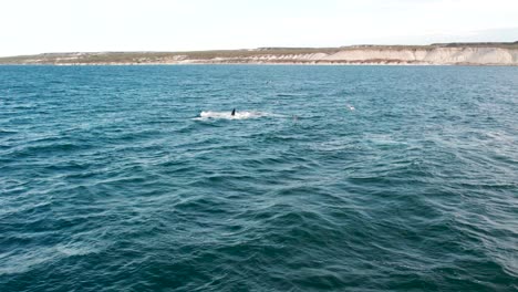 Great-blue-whale-breaching-in-deep-blue-sea-with-coastline-in-background,-daylight