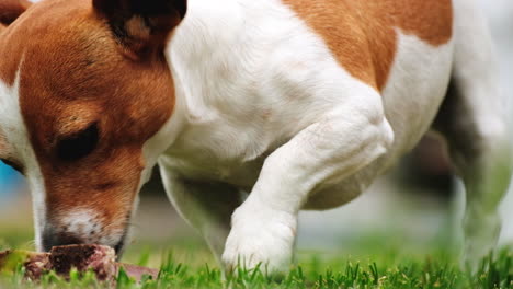 Jack-Russell-puppy-on-grass-chewing-on-bone-as-a-treat,-telephoto-close-up