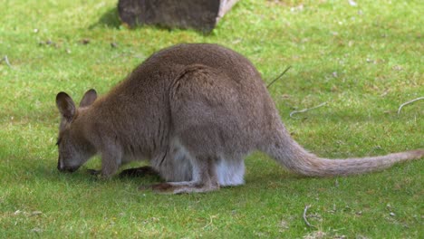 Süßes-Junges-Känguru,-Das-Gras-Auf-Einem-Feld-In-Der-Natur-Weidet