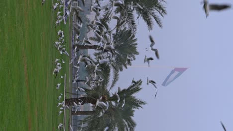 Vertical-Footage:-Migratory-birds-on-a-misty-winter-morning,-with-a-UAE-flagpole-in-the-background-in-Sharjah