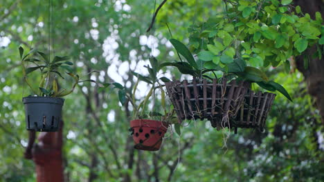 Rustic-Tropical-Plants-in-Pots-Hanging-on-Tree-Branches-in-Po-Nagar-Cham-Temple-Garden,-Nha-Trang,-Vietnam