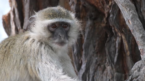 Vervet-Monkey-On-A-Tree-Looking-At-Camera