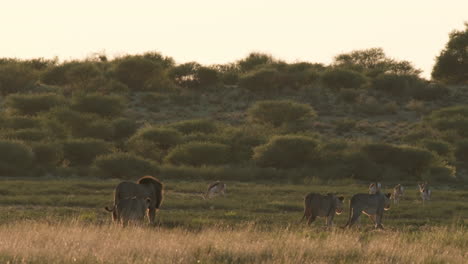 Escena-De-Animales-En-Un-Safari-Africano-En-La-Sabana-Durante-La-Puesta-De-Sol