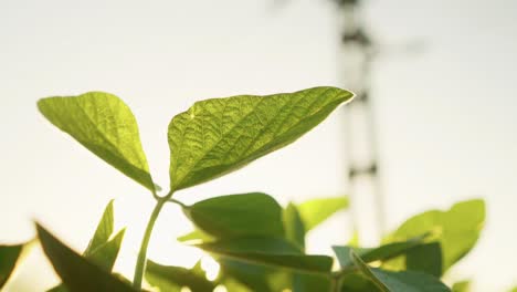 Tilt-up-of-a-soybean-plants-in-a-field-in-Santa-Fe,-Argentina