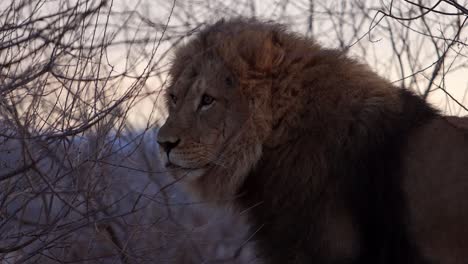 lion-in-the-bush-licking-lips-between-bites-of-prey-at-sunrise