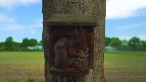 Squirrel-taking-a-nut-from-rodent-house-on-tree-in-Dutch-countryside