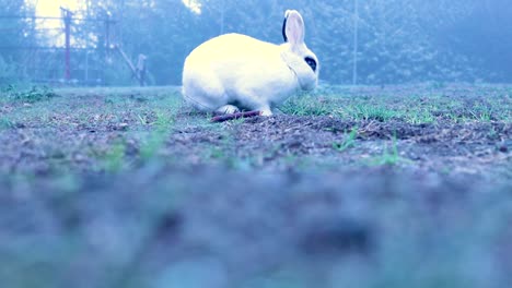 A-Calm-View-Of-A-Black-And-White-Rabbit-Hunting-And-Hopping-On-A-Quiet-Green-Landscape