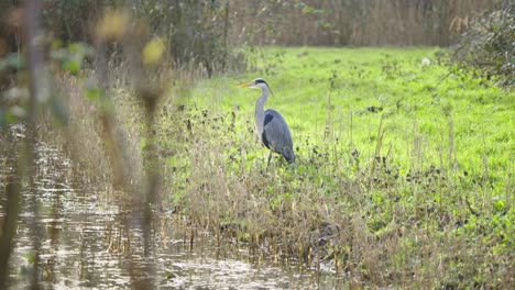 Grey-heron-wading-bird-standing-in-long-wetland-grass-on-river-shore