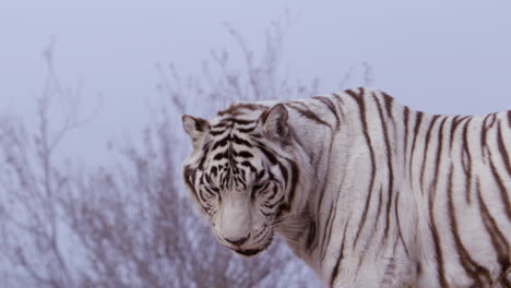 White-tiger-looks-towards-camera-licks-nose-and-bends-down